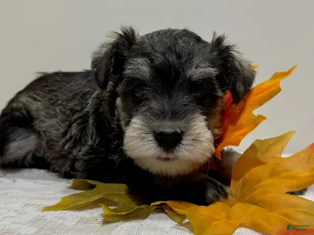 Miniature Schnauzer dogs Shep Miniature Schnauzer - Ad 1