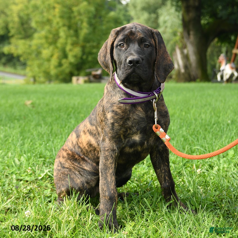 English Mastiff dogs for sale: Lyla - Ad 1