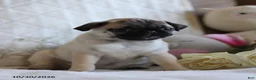 Pug dogs for sale: Polly - Ad 4