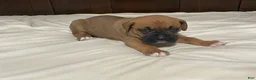 Boxer dogs for sale: Big Boy - Ad 12
