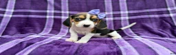 Beagle dogs for sale: Pooh - Ad 7