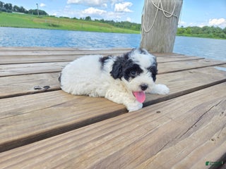 Shihpoo dogs - Ad 17