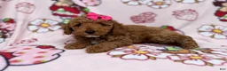 Cockapoo dogs for sale: Remi - Ad 7