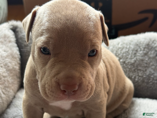 American Bully dogs - Ad 11