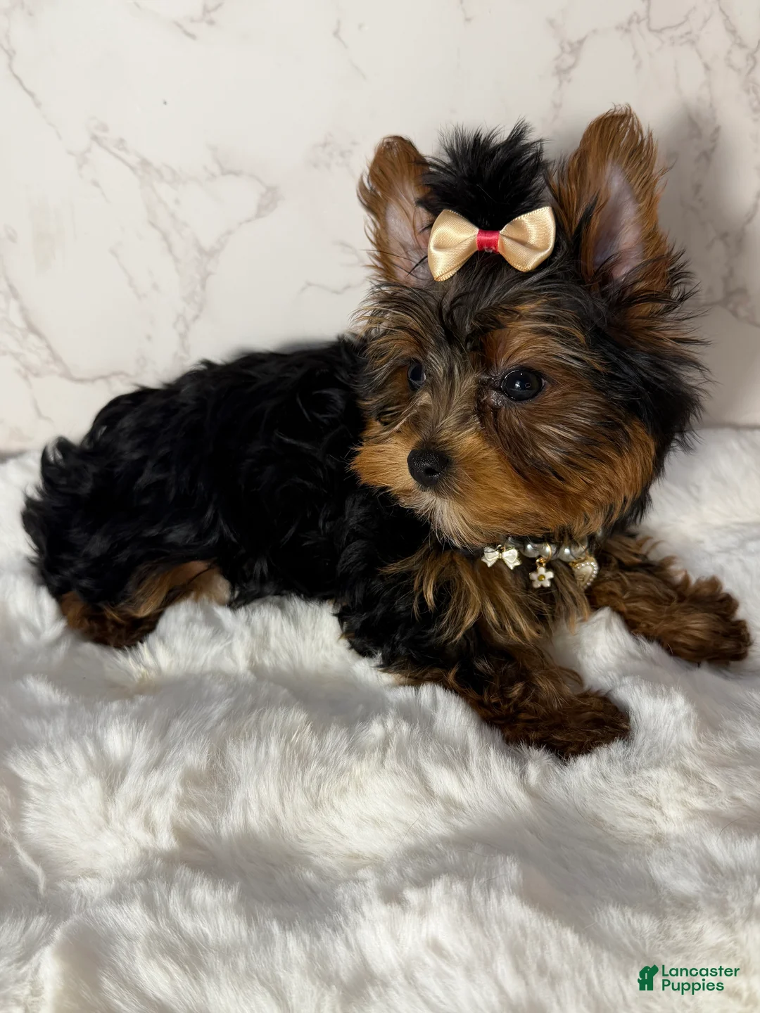 Yorkshire Terrier dogs for sale: Billy Rae - Ad 7