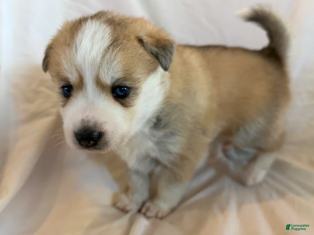 Pomsky dogs for sale: Pumpkin  - Ad 8