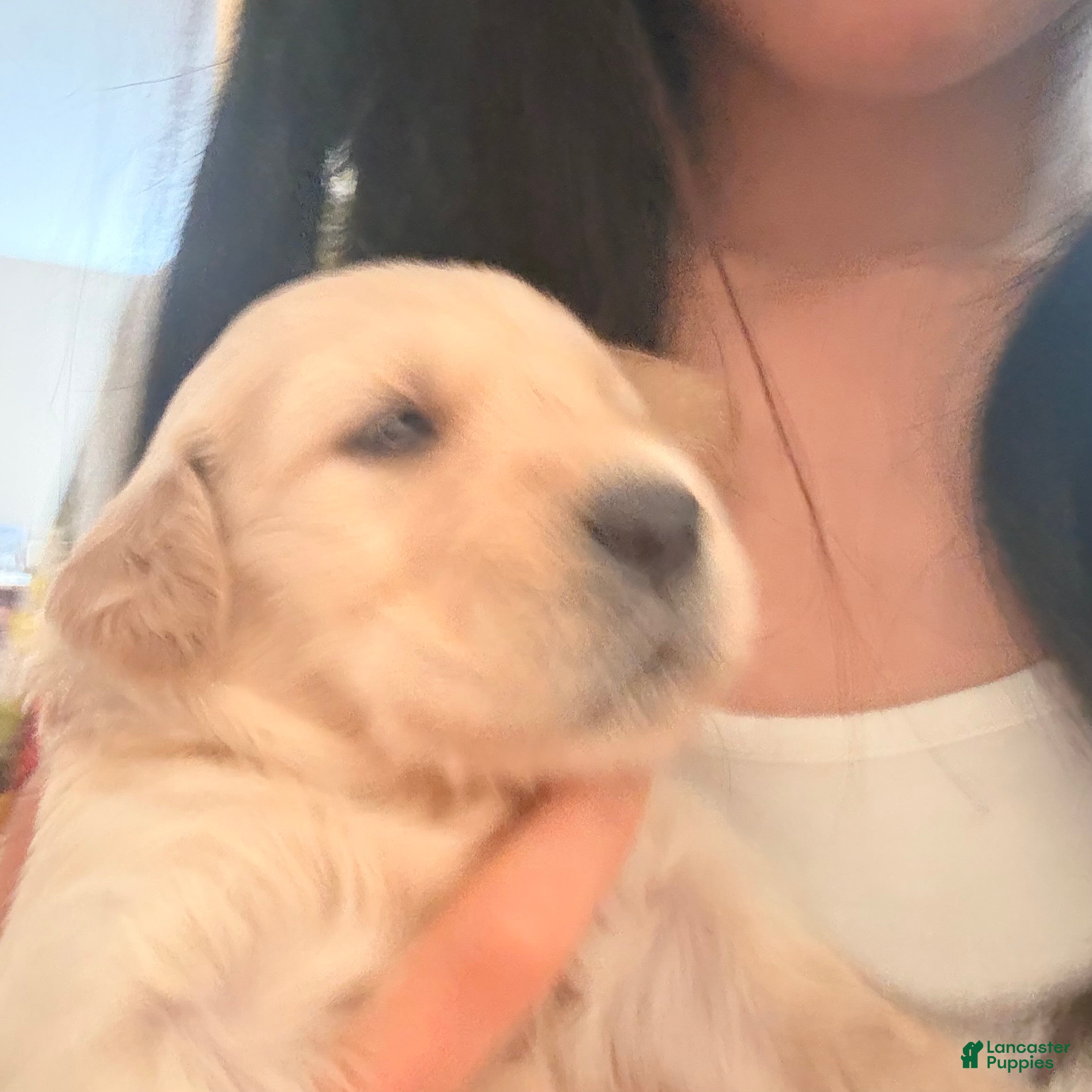 Golden Retriever dogs Golden Retriever 6 - Ad 40