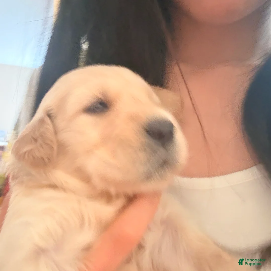 Golden Retriever dogs for sale: Golden Retriever 6 - Ad 1