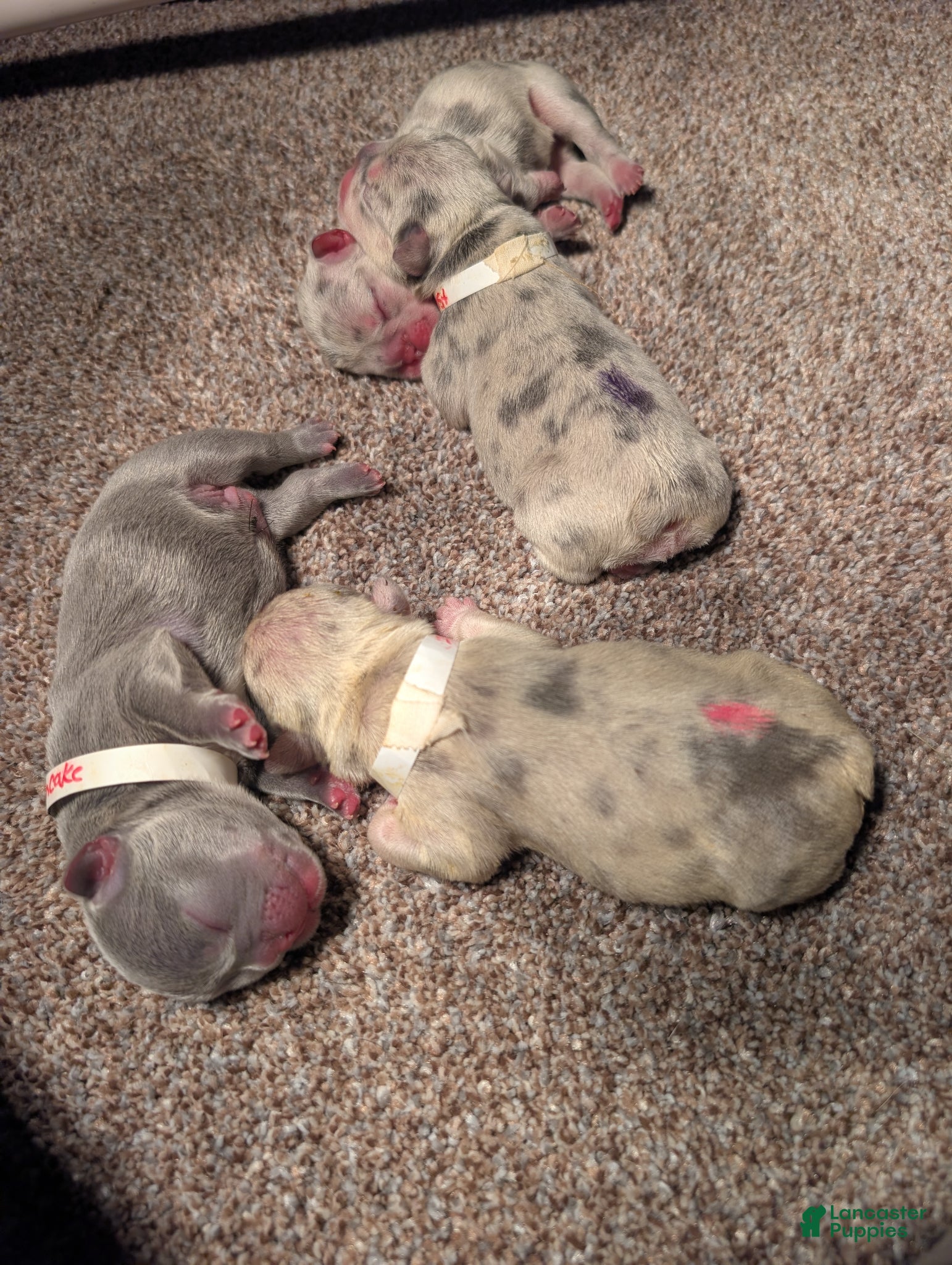 French Bulldog dogs Egg - Ad 28