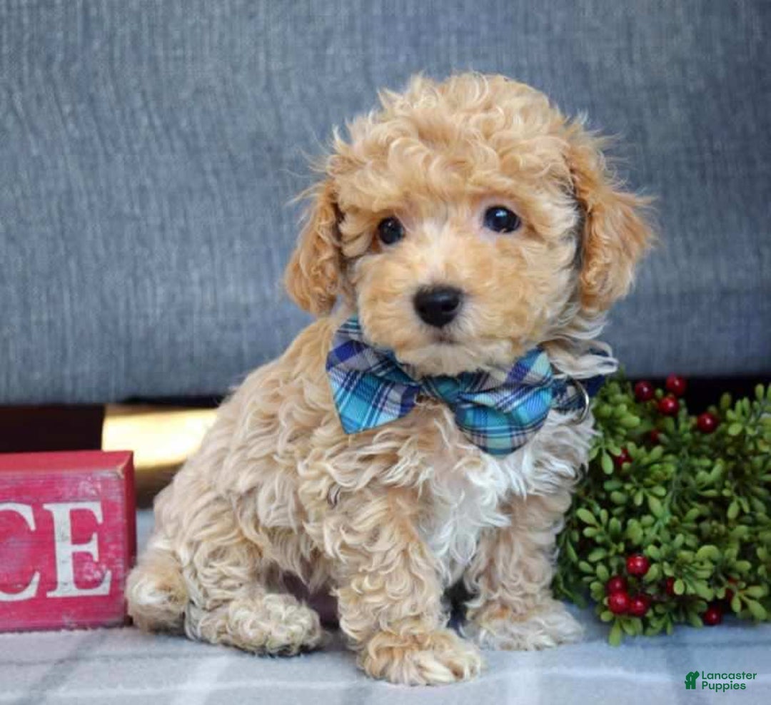Maltipoo dogs for sale: Frankie  - Ad 6