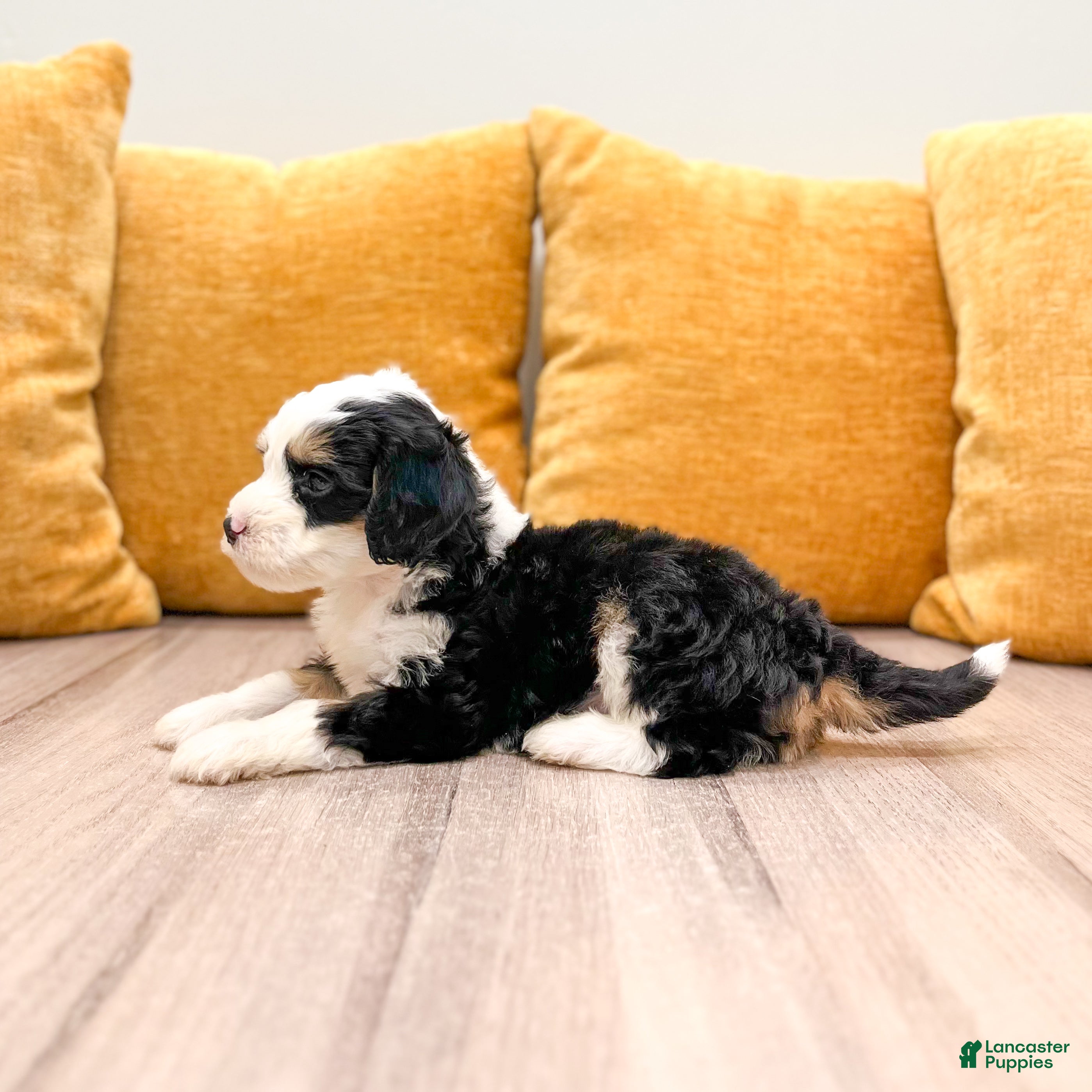 Mini Bernedoodle dogs Shadow - Ad 2