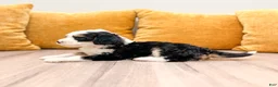 Mini Bernedoodle dogs for sale: Shadow - Ad 2