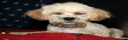 Shihpoo dogs for sale: Luke - Ad 4