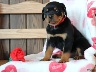 Rottweiler dogs Romeo - Ad 2