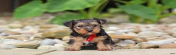Yorkiepoo dogs for sale: Baklava - Ad 3