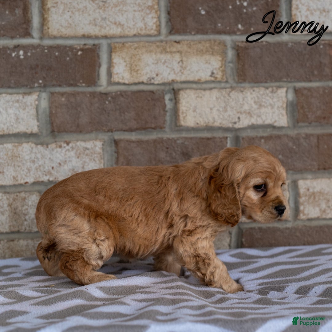 Cocker Spaniel dogs for sale: Jenny - Ad 4