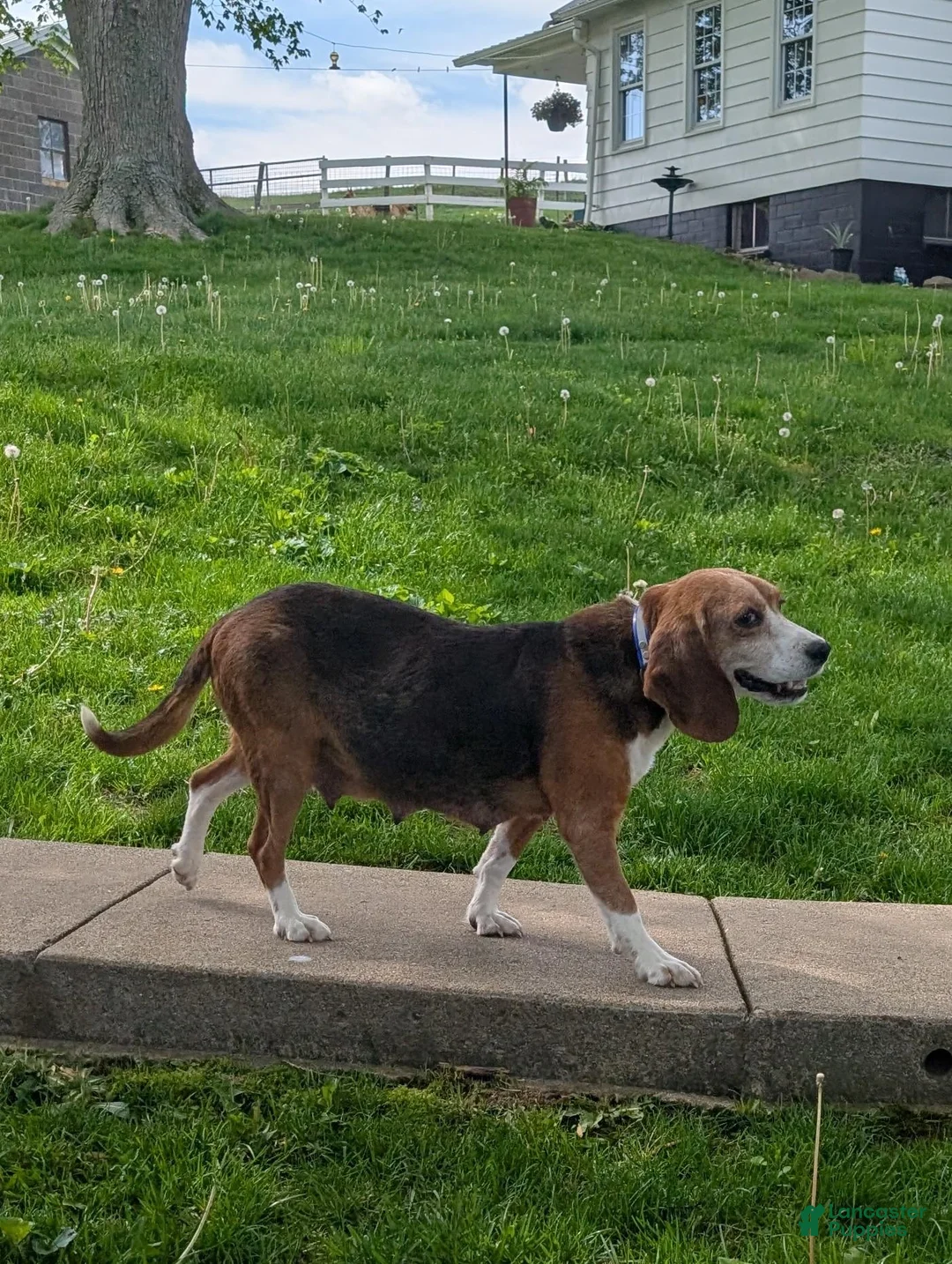 Beabull dogs for sale: Max - Ad 9