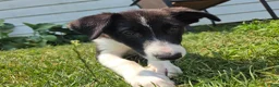 Border Collie dogs for sale: Aurora - Ad 4