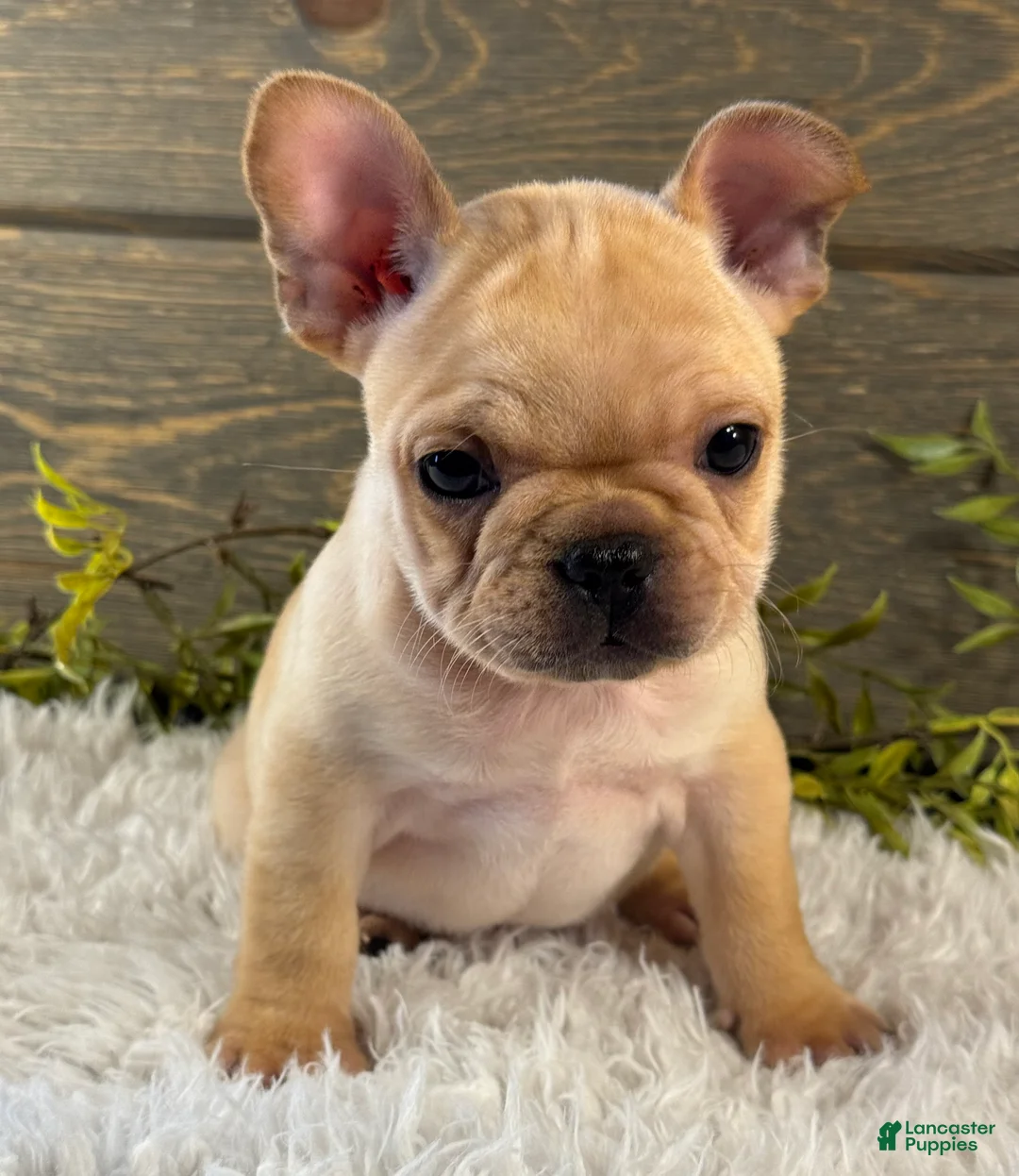 French Bulldog dogs for sale: Duke - Ad 1
