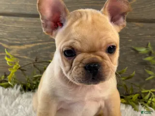 French Bulldog dogs for sale: Duke - Ad 3