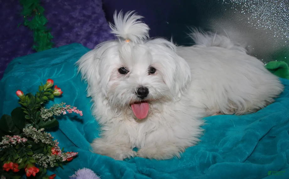 Maltese dogs Teddy - Ad 1