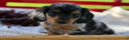 Miniature Dachshund dogs for sale: Bonnie - Ad 7
