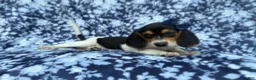 Beagle dogs for sale: Whitney - Ad 8
