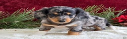 Miniature Dachshund dogs for sale: Kaycie - Ad 4
