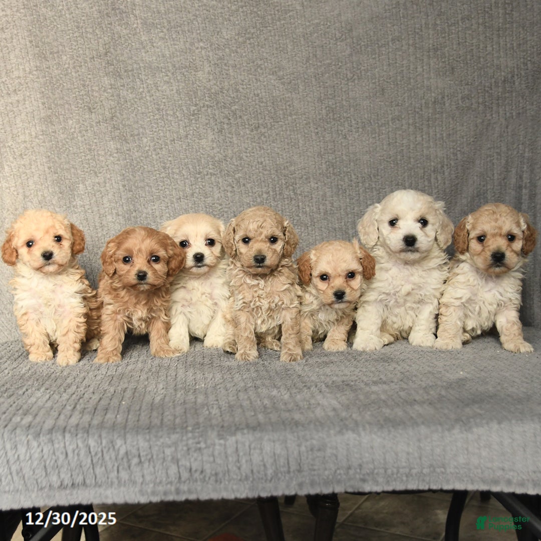 Cockapoo dogs for sale: Tracy - Ad 3