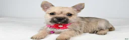 Cairn Terrier dogs for sale: Cassie - Ad 3