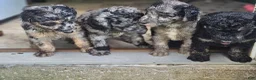 Standard Poodle dogs for sale: Standard Poodle 6 - Ad 4