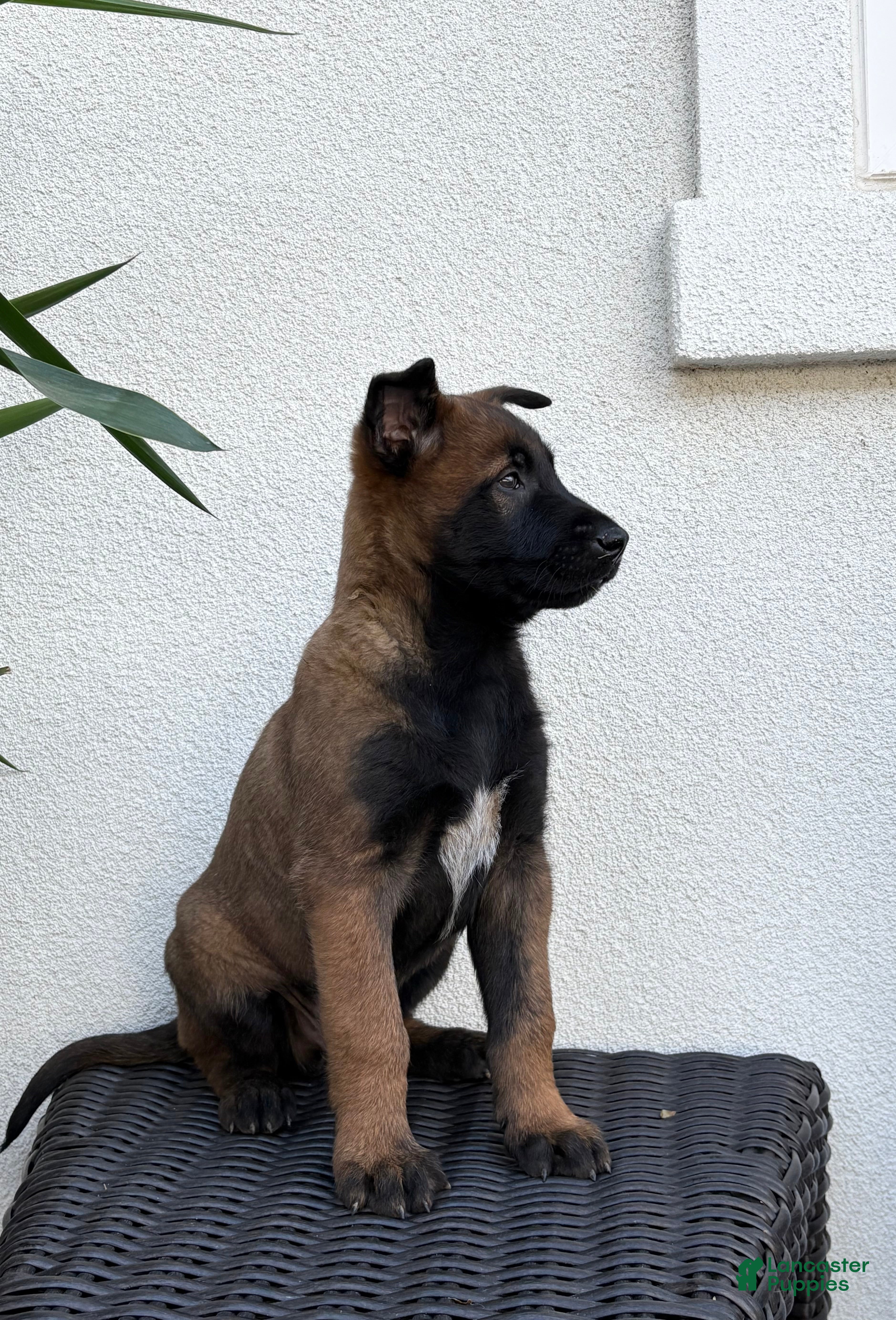 Belgian Malinois dogs Belgian Malinois puppy (Max) - Ad 1