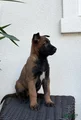 Belgian Malinois puppy (Max)