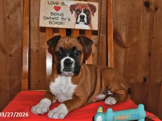 Boxer dogs for sale: Petunia - Ad 2