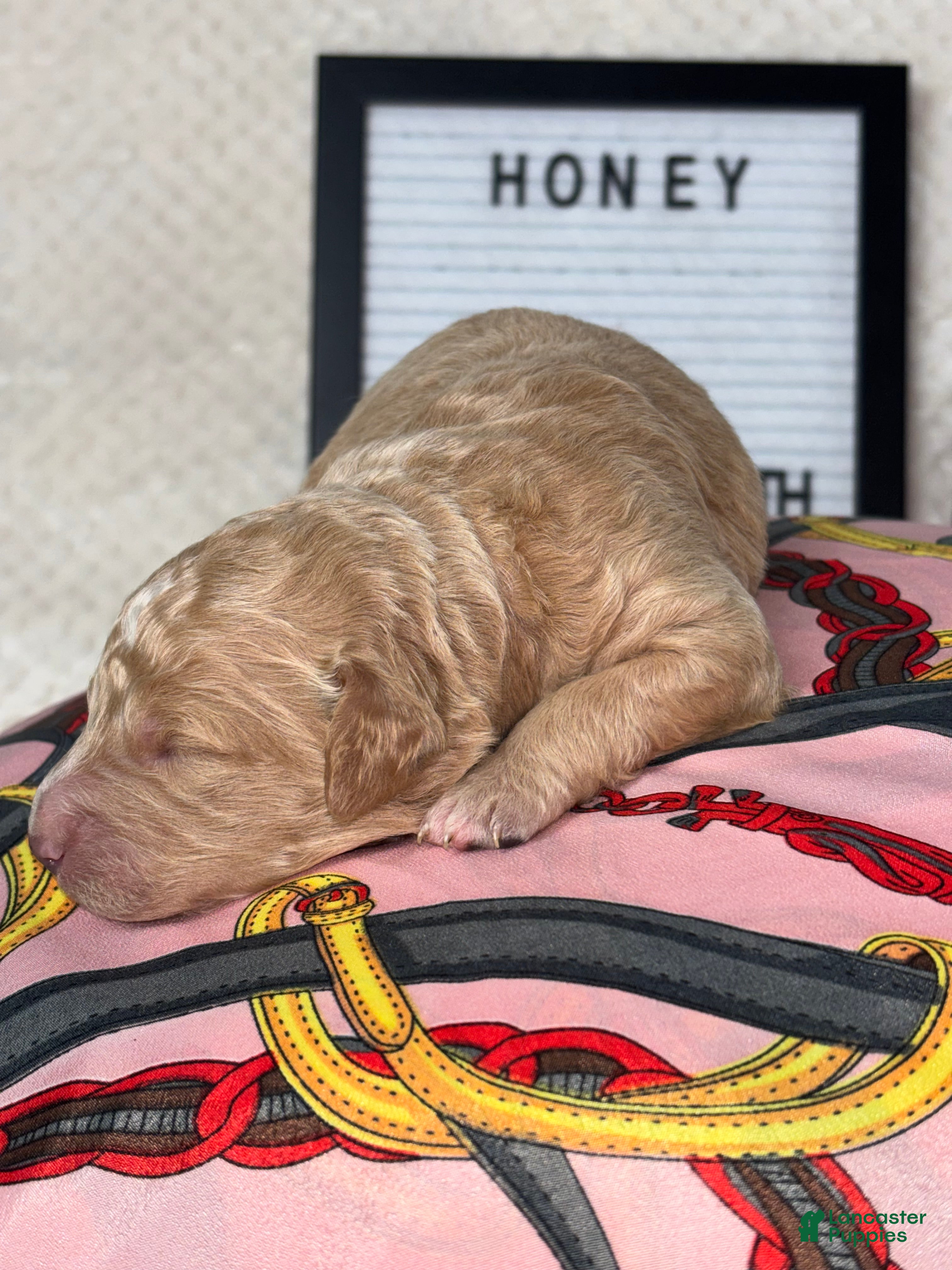 Mini Goldendoodle dogs Honey - Ad 2