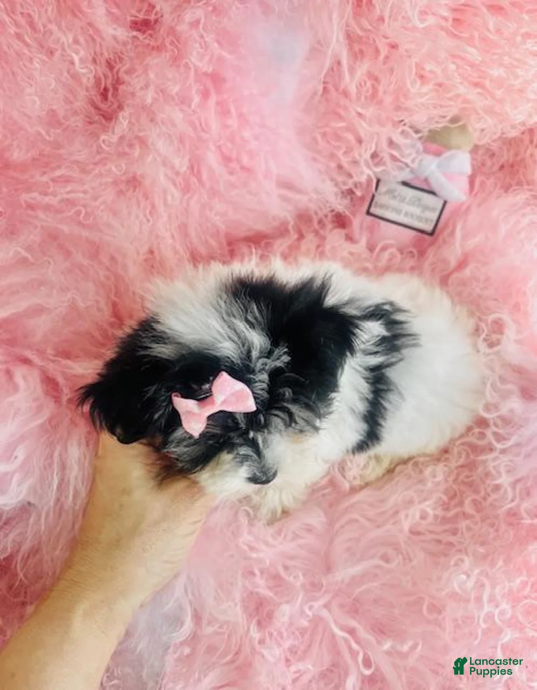 Morkie dogs for sale: Morkie 1 - Ad 3