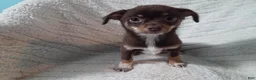 Chihuahua dogs for sale: Chihuahua 1 - Ad 4