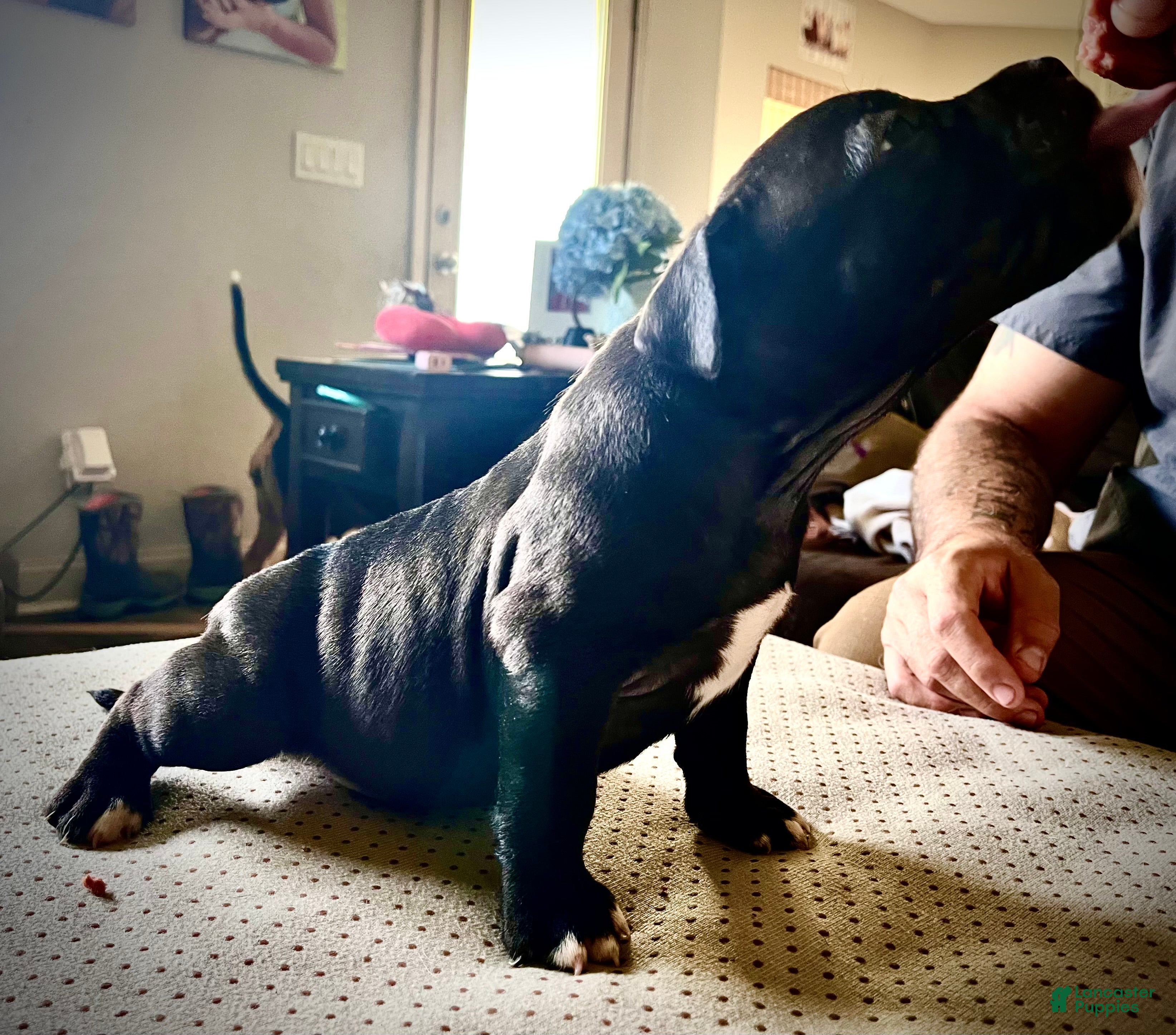 American Bully dogs American Bully Puppy 9 - Ad 1