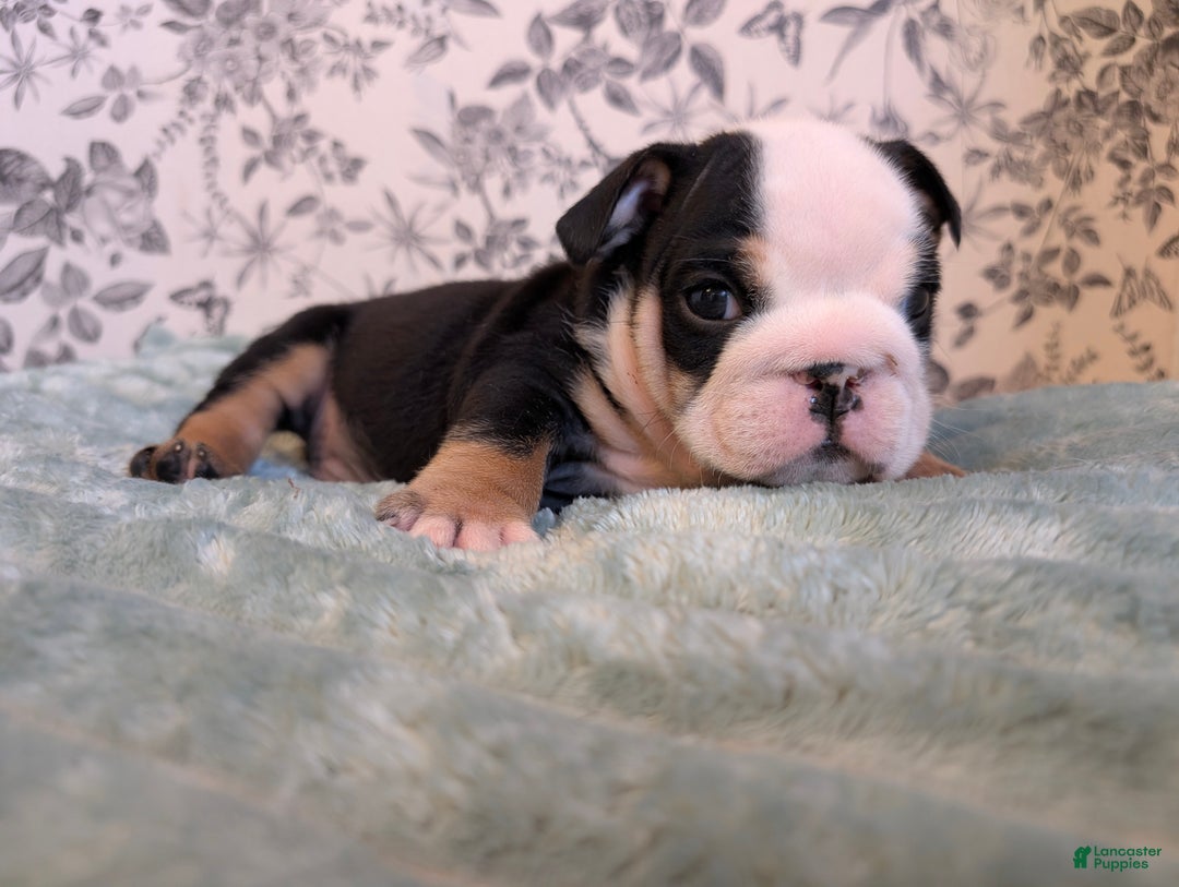 English Bulldog dogs for sale: Joey - Ad 4