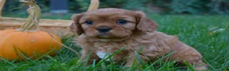 Cavalier King Charles Spaniel dogs for sale: Vincent - Ad 6