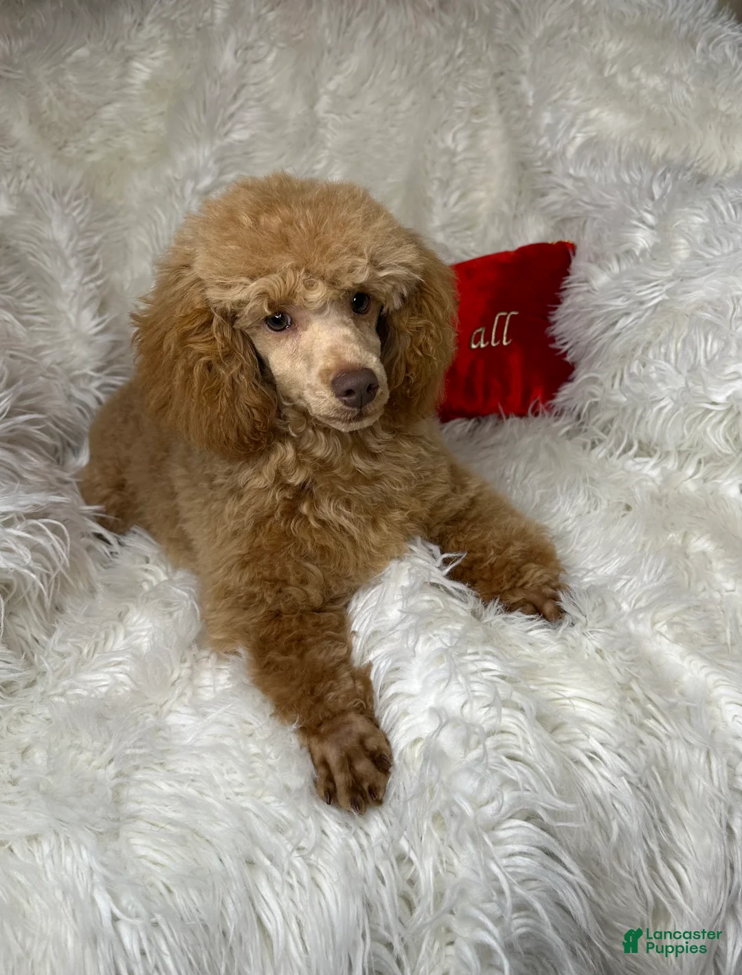 Toy Poodle dogs for sale: Yodel  - Ad 12