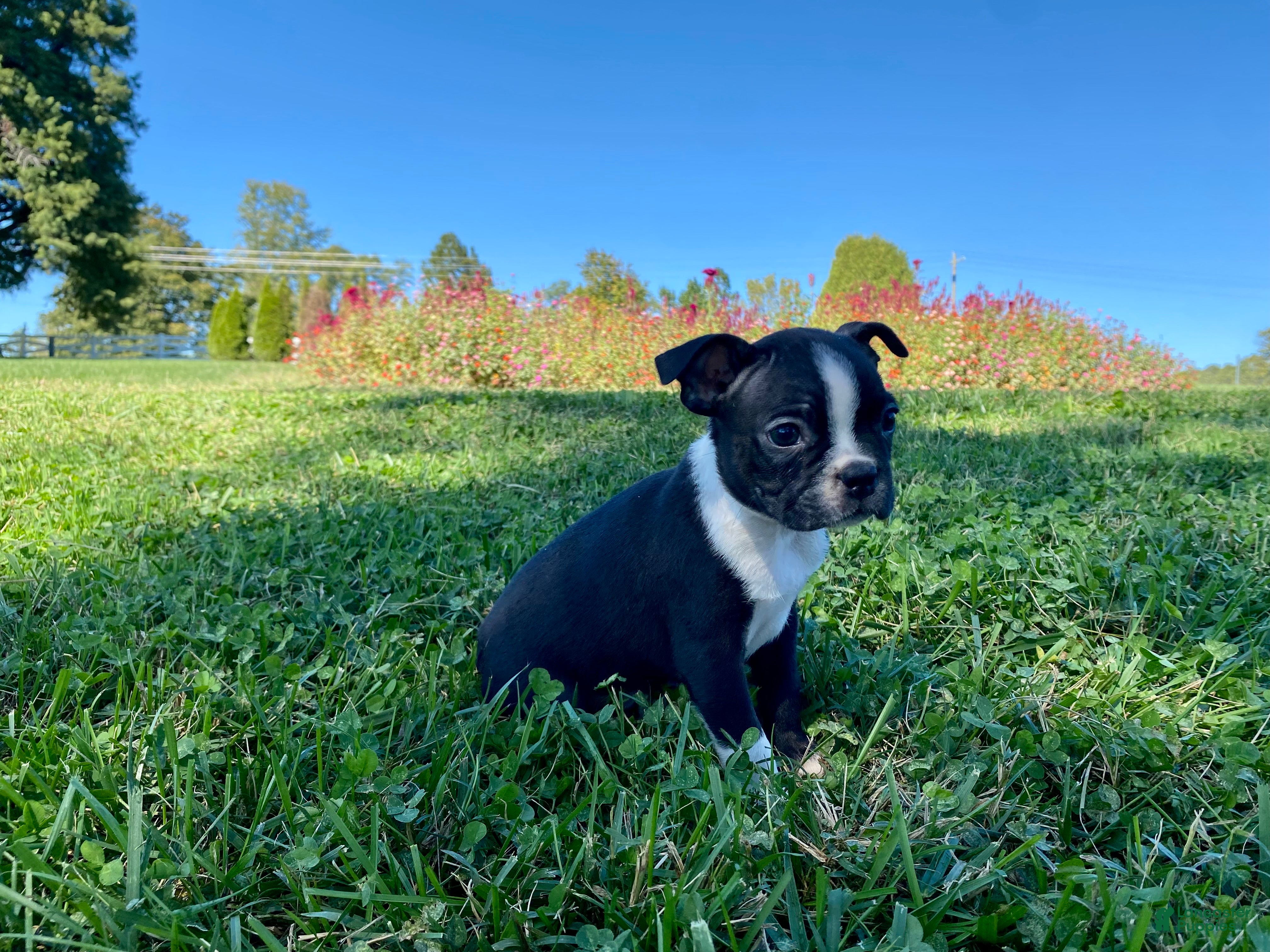 Boston Terrier dogs Denim  - Ad 2
