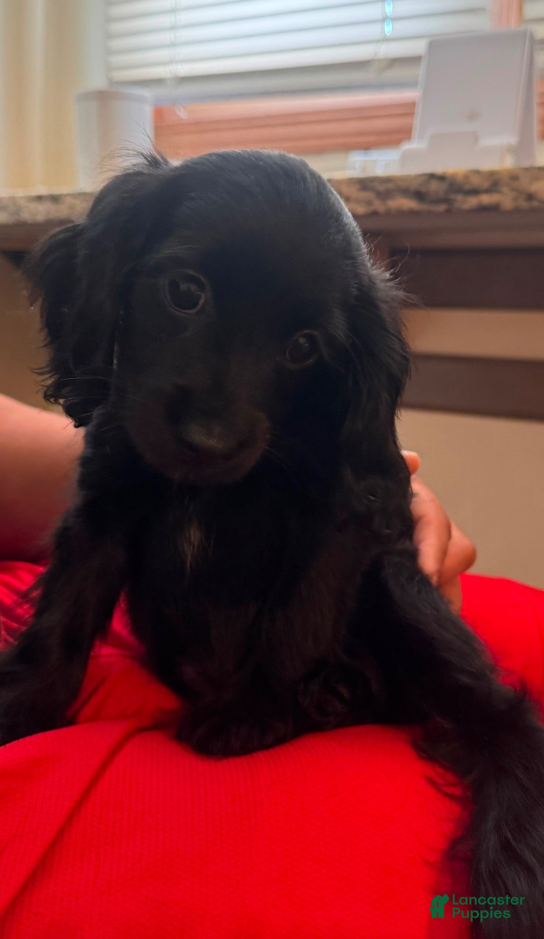 Mixed Breed dogs Fiona - Ad 14