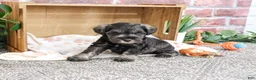 Miniature Schnauzer dogs for sale: Truman - Ad 2