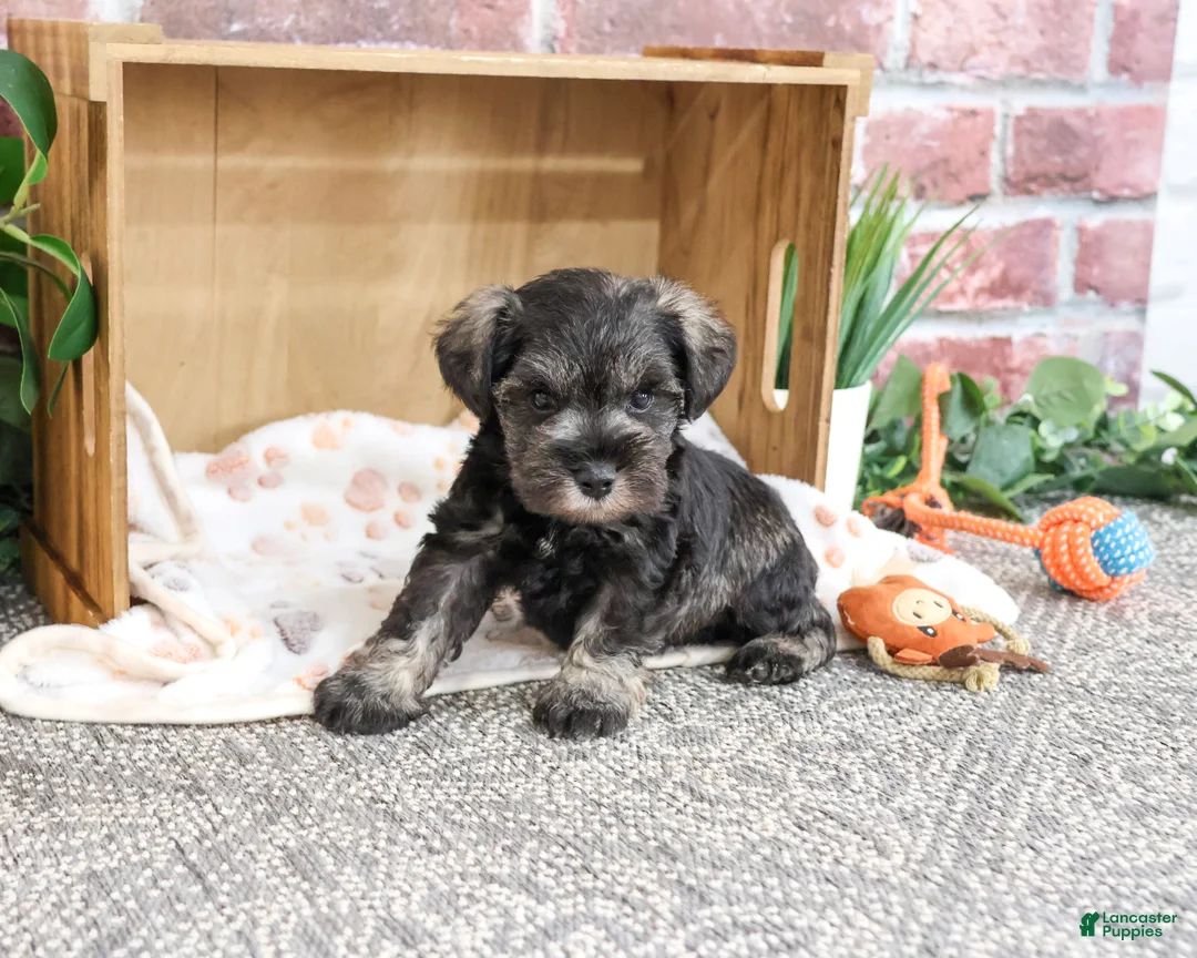 Miniature Schnauzer dogs for sale: Truman - Ad 2