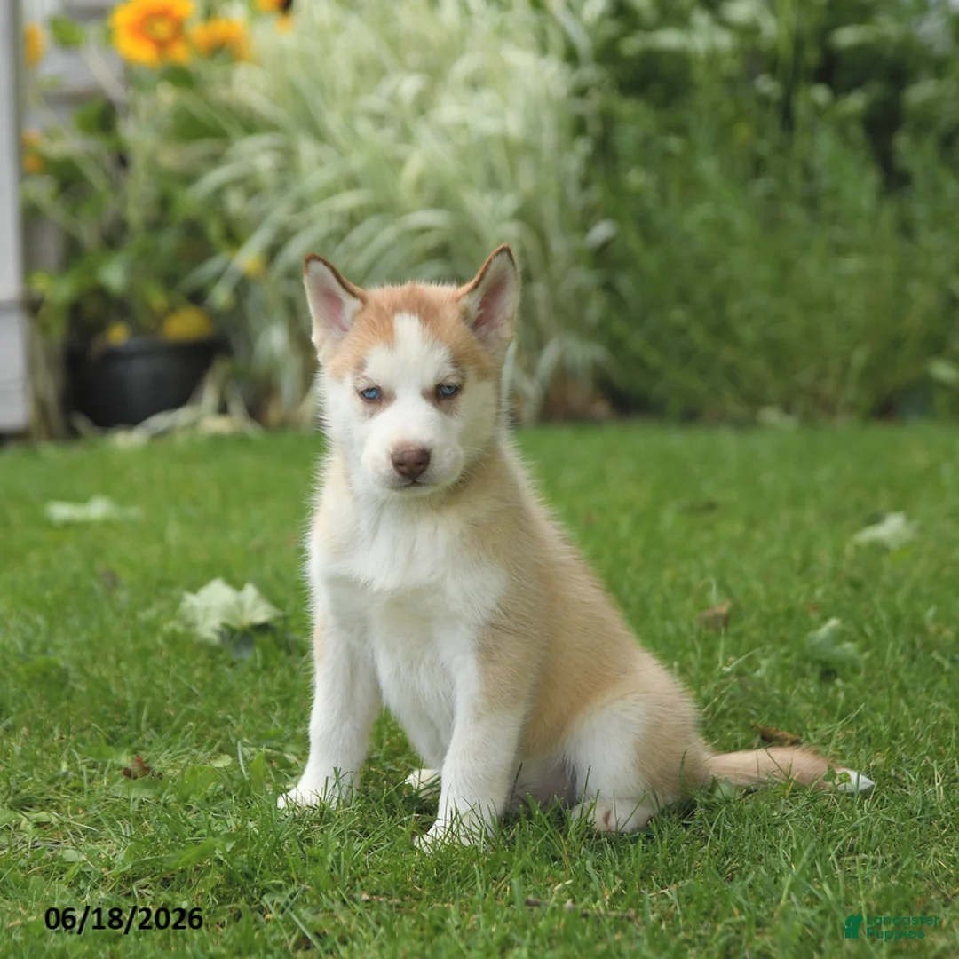 Siberian Husky dogs for sale: Harley - Ad 1