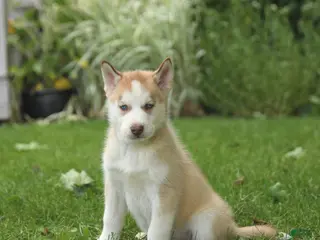 Siberian Husky dogs for sale: Harley - Ad 3