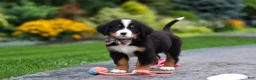 Bernese Mountain Dog dogs for sale: Bentley - Ad 4