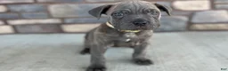 Cane Corso dogs for sale: Stan - Ad 4