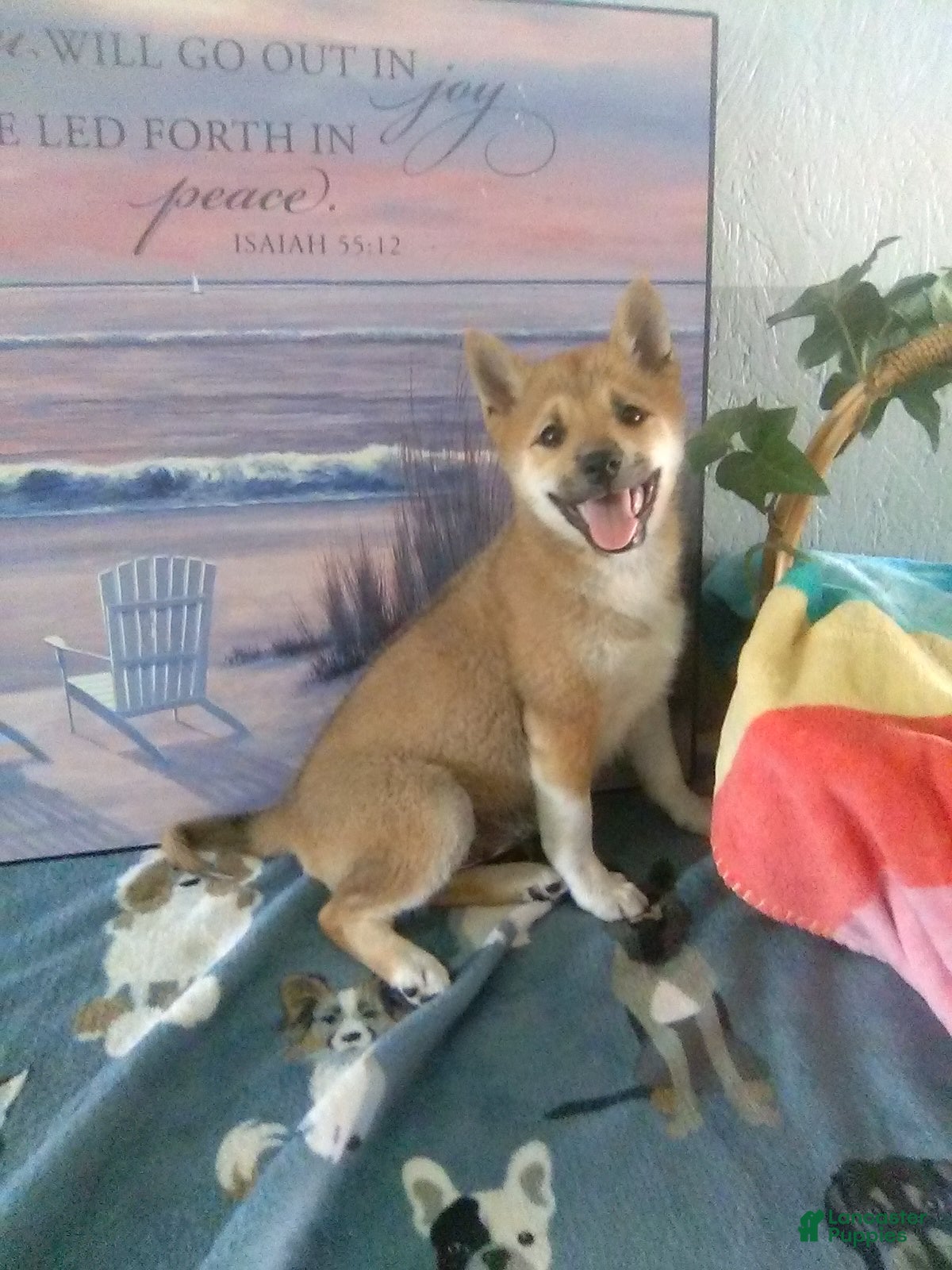 Shiba Inu dogs Julie - Ad 1